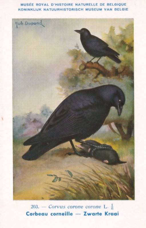 Carrion Hooded Crow Corvus Corone WW2 Bird Vintage Rare Postcard