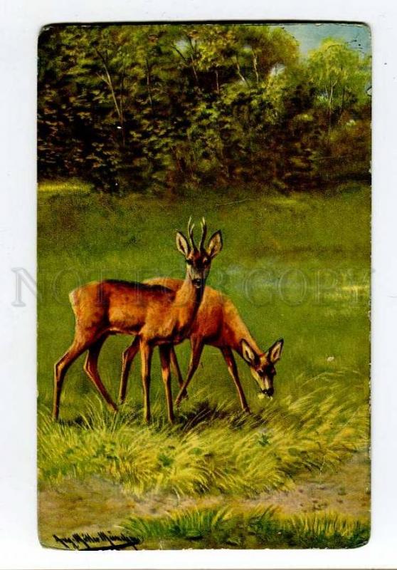 257415 HUNT Summer DEER by MULLER vintage #568 PC