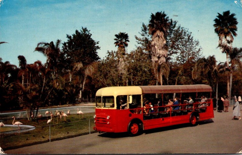 California San Diego Zoo Guided Bus Tour Showing Flamingo Lagoon 1956