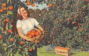 Orange Picking Time in FL, USA Orange Groves, Florida