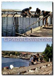 Postcard Modern Riviera Mediterraneenne Collage Montage And The oysters