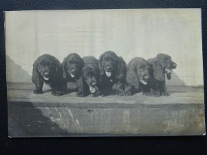 Dog 6 x PUPPY DOGGIE Greetings - Black Spaniel Breed c1909 RP Postcard