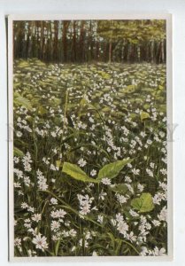 427944 Flower Stellaria Holostea Vintage Sammelwerk Tobacco Card w/ ADVERTISING