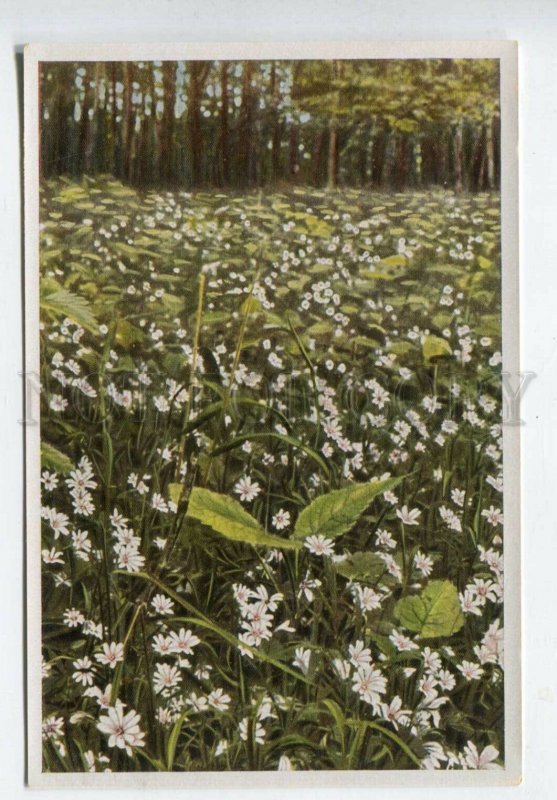 427944 Flower Stellaria Holostea Vintage Sammelwerk Tobacco Card w/ ADVERTISING