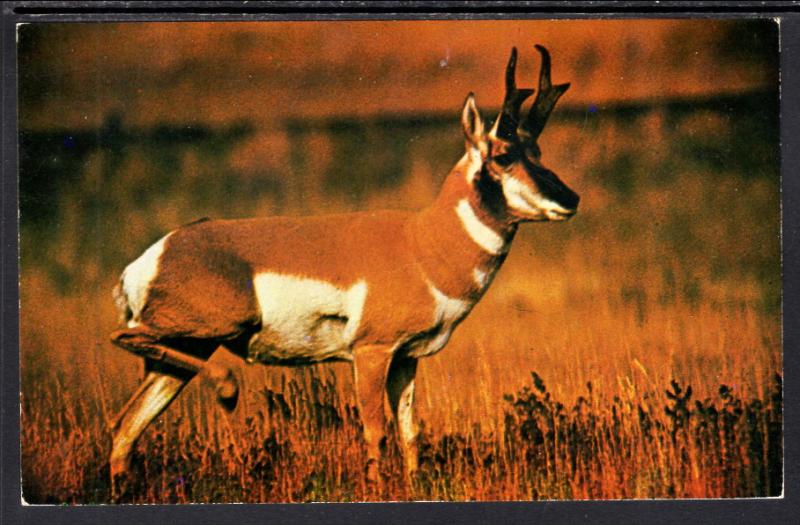 Pronghorn BIN