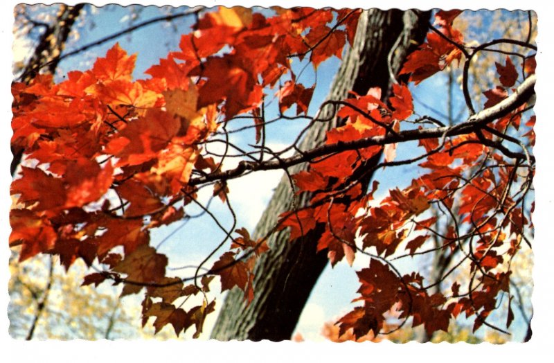 Maple Leaves, Moncton, New Brunswick