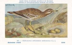 Eurasian Stone Curlew Burhinidae Family WW2 Bird Rare Postcard