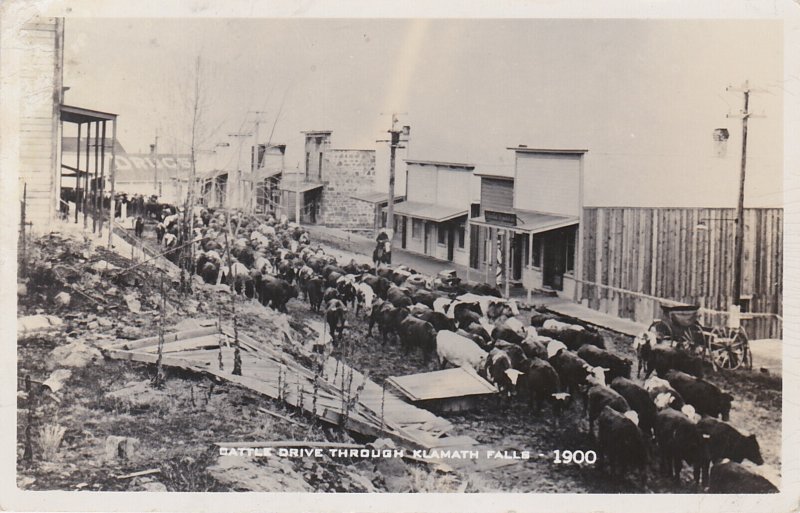 Cows cattle Drive Through Klamath Falls Oregon Circa 1900 Real Photo