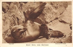 Baby Seal And Mother Seals 1932 