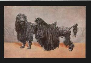 3078016 Stylish POODLE Dogs Vintage Colorful RPPC 1913 year