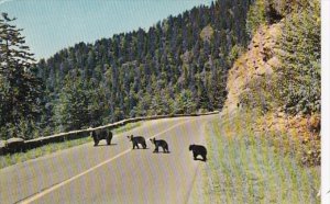 Mother Bear and Cubs Great Smoky Mountains National Park