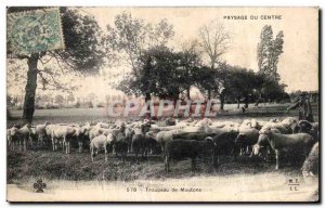 Old Postcard Berge Breeding Sheep Herd