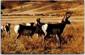 VINTAGE POSTCARD ANTELOPE AS SEEN ON THE WESTERN AMERICAN PLAINS