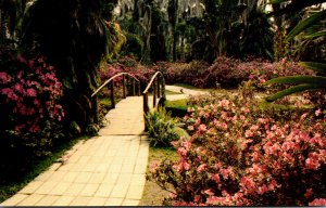 Florida Cypress Gardens Rustic Bridge and Azaleas 1970