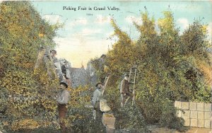 J23/ Grand Junction Colorado Postcard c1910 Picking Fruit Orchard Tress  235