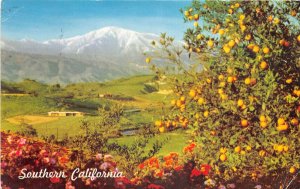 US4 US CA Southern California winter scene flowers orange trees snow mountains