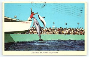 1960s MIAMI FLORIDA SHOWTIME AT MIAMI SEAQUARIUM DOLPHINS CHROME POSTCARD P2699