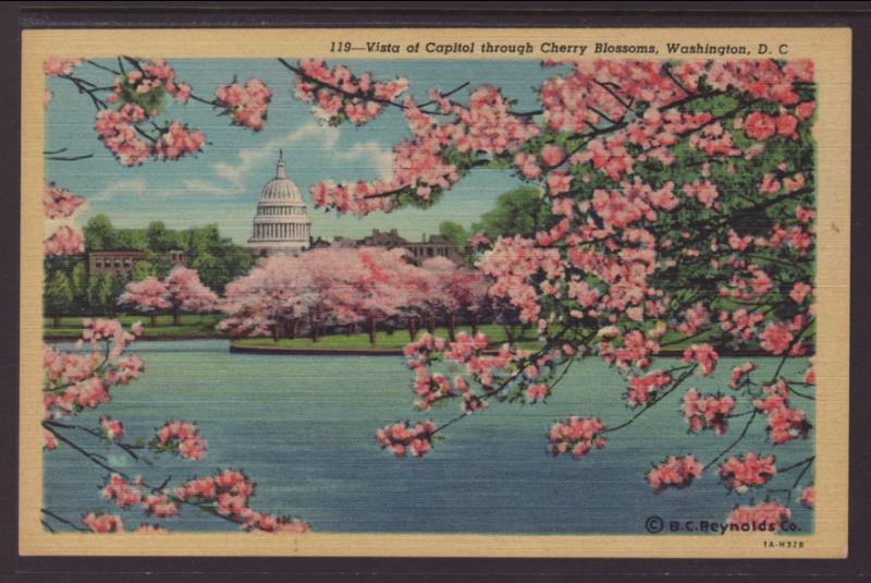 US Capitol,Cherry Blossoms,Washington,DC