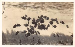 Silver Springs Florida~School of Fish as Seen from Photo Sub~1940s RPPC