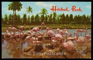 Flamingos at Hialeah Park