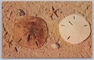 Florida~Sand Dollar or Holy Ghost Shell~Sea Star~Shells~Vintage Postcard