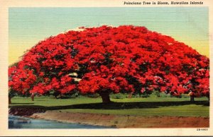 Hawaii Poinciana Tree In Full Bloom Curteich