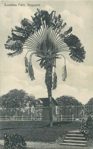 Singapore travellers palm tree vintage scenic postcard 