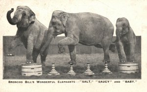 Vintage Postcard 1900's Broncho Bill's Wonderful Elephants Salt Saucy and Baby