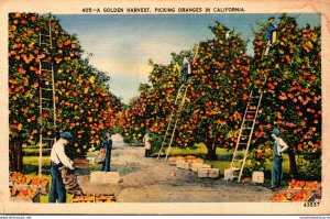 California Picking Oranges A Golden Harvest 1940