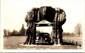 Vtg 1930s Giant Cedar Stump Pacific Highway Washington RPPC Real Photo Postcard
