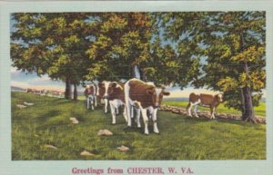 West Virginia Greetings From Chester Landscape Scene With Cows