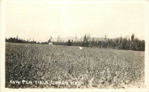 Postcard Sumas Washington RPPC Photo 1920s Farm Agriculture Pea Field 22-12364