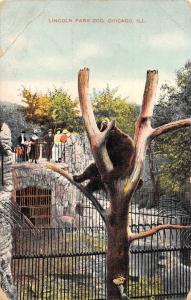 Lincoln Park Zoo Chicago Illinois 1908 Postcard S.H. Knox & Co