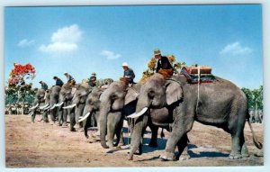 CHIANG MAI (Chengmai) Thailand ~ ELEPHANT ROUND UP ca 1960s Postcard