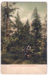 Woods near Wilkes-Barre PA