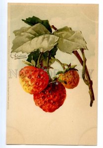 497559 Catherine KLEIN Sweet STRAWBERRY Vintage postcard Meissner #1212