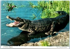 Postcard - The Florida Alligator in the Everglades - Florida 