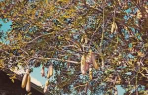 Florida Fort Myers Sausage Tree In Edison's Botanical Gardens