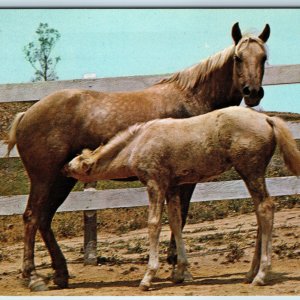c1960s Cute Palomino Horses Mare & Foal Mother & Baby Feeding Milk PC Vtg A236
