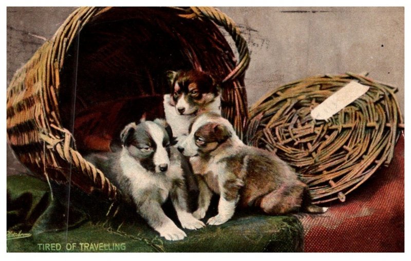 Dog ,  Collie puppies