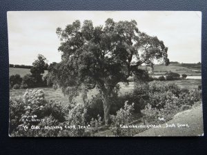 Devon COOMBEINTEIGNHEAD Ye Old Wishing Cork Tree - Old RP Postcard by C.A.Varley