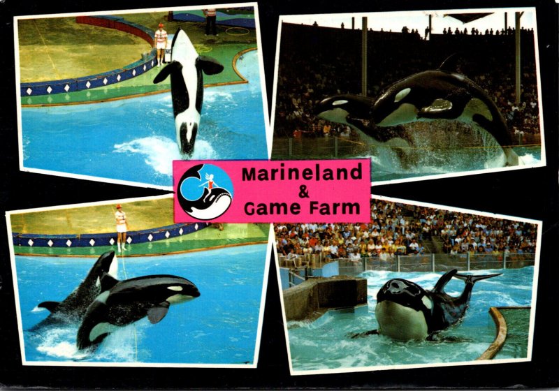 Canada Niagara Falls Marineland and Game Farm Showing Killer Whale 1980