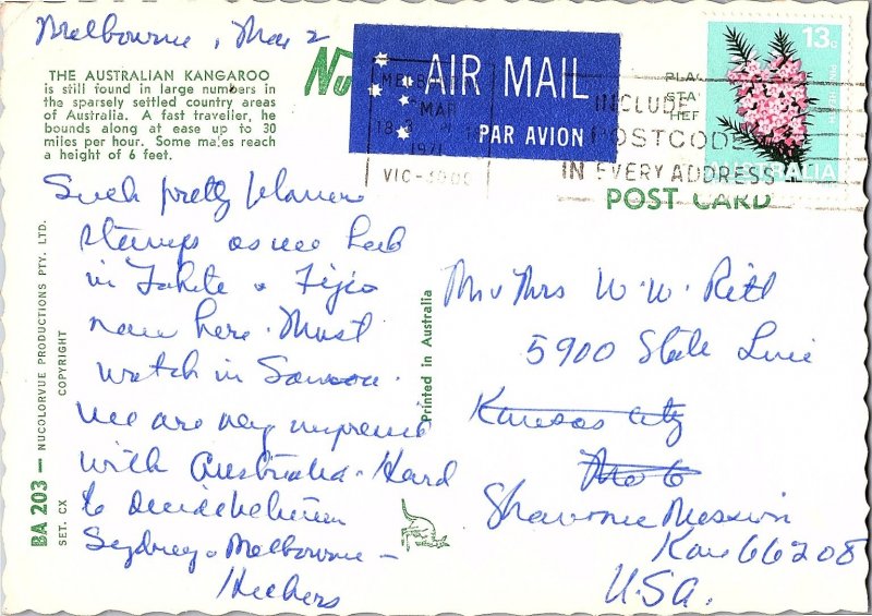 Australian Kangaroo Grouping 1960s Postcard