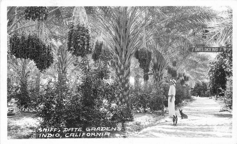 Coachella California 1949 RPPC Photo Postcard Sniffs Date Gardens Indio 5989