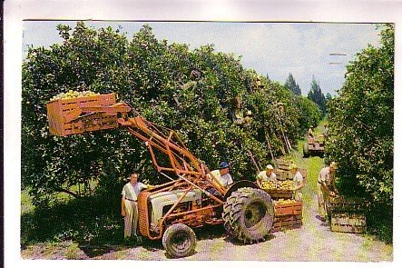 Citrus Harvest, Tractor, Workers, Florida, Used  1960, Farming