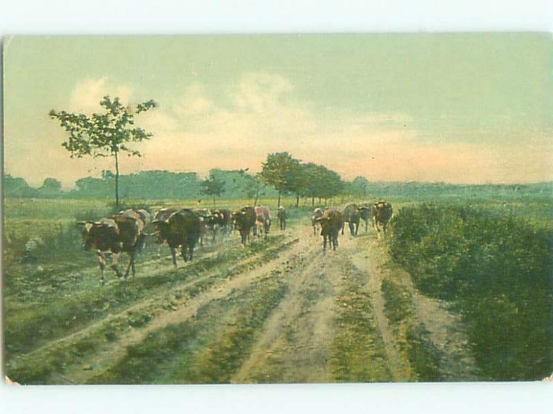 Divided-Back ANIMAL SCENE Great Postcard AA9557