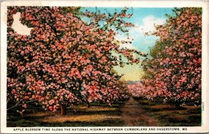 Apple Blossom National Highway between Cumberland & Hagerstown MD Postcard PC81