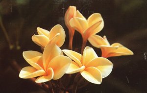 Vintage Postcard 1984 Yellow Plumeria Blossoms Stringing Garlands Flowers Hawaii