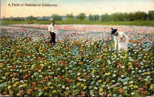 California Beautiful Field Of Dahlias Curteich