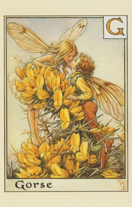 The Gorse Fairies Flower Fairy Alphabet Childrens Book Postcard